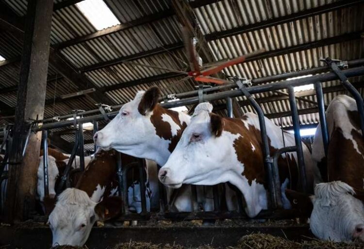Vacas reciben ventilación dentro de su establo, en Francia. Foto: AFP.