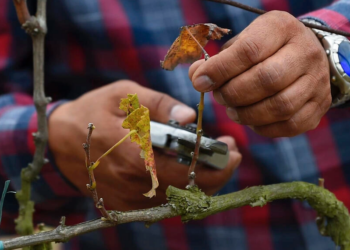 Agrónomo Carlos Vera poda una vid en el viñedo Chaupi Estancia, en Yaruqui, Ecuador. Foto: AFP.