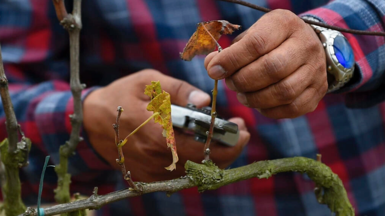 Agrónomo Carlos Vera poda una vid en el viñedo Chaupi Estancia, en Yaruqui, Ecuador. Foto: AFP.