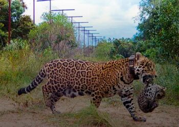 Una yaguareté hembra liberada en 2021 en el Parque Nacional Iberá, lleva consigo a uno de sus dos cachorros. Foto: AFP.