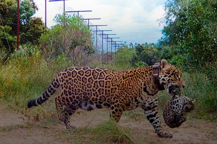 Una yaguareté hembra liberada en 2021 en el Parque Nacional Iberá, lleva consigo a uno de sus dos cachorros. Foto: AFP.