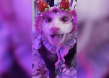 Una de las zarigüeyas, vestida y producida. Captura: Videlo.
