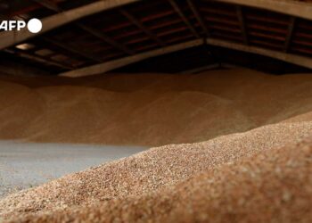 Ucrania espera realizar primeras exportaciones de cereales a partir de ‘esta semana’