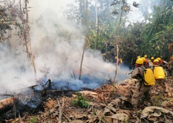 Observatorio de Greenpeace confirma que incendios forestales en Bolivia bajaron significativamente