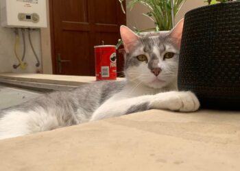 La búsqueda del gato Tito no cesa y 20 abogados se suman a su defensa