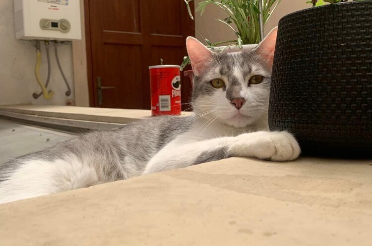 La búsqueda del gato Tito no cesa y 20 abogados se suman a su defensa