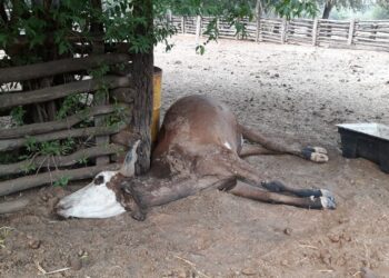 Al menos 1.500 reses han muerto a causa de la sequía en el Chaco alerta la CAO