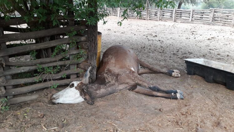 Al menos 1.500 reses han muerto a causa de la sequía en el Chaco alerta la CAO