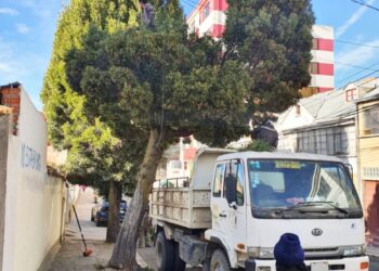 Un árbol en la acera de una vivienda. Foto: AMUN