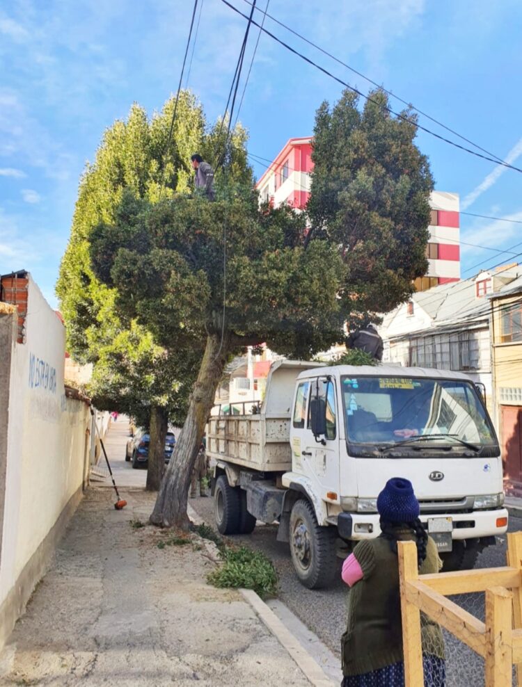 Un árbol en la acera de una vivienda. Foto: AMUN