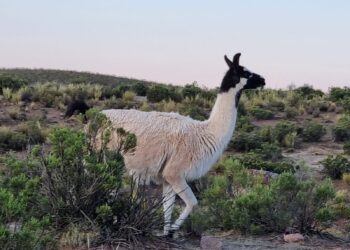 Un ejemplar de llama en el municipio de Choquecota, Oruro. Foto: Rubén Atahuichi