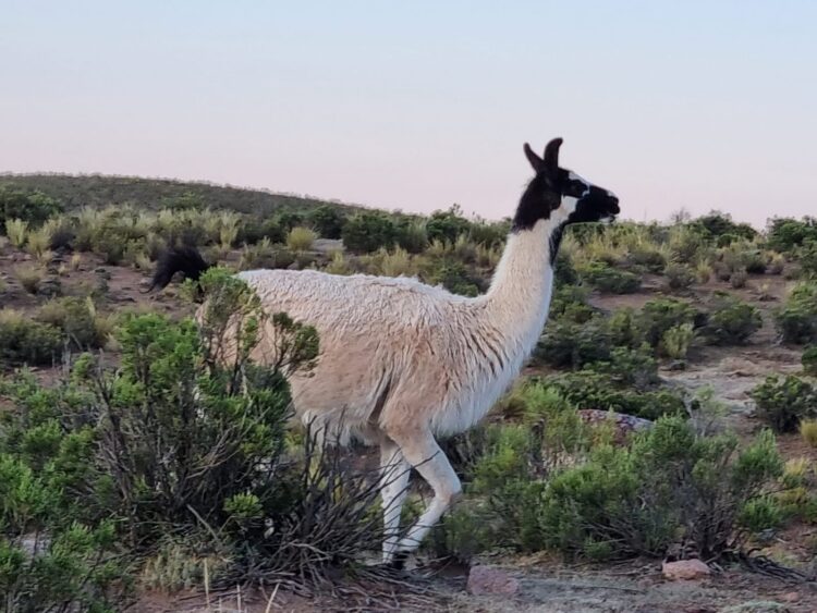 Un ejemplar de llama en el municipio de Choquecota, Oruro. Foto: Rubén Atahuichi