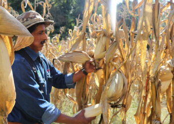 Producción de maíz en el sur de Bolivia. Foto: INIAF