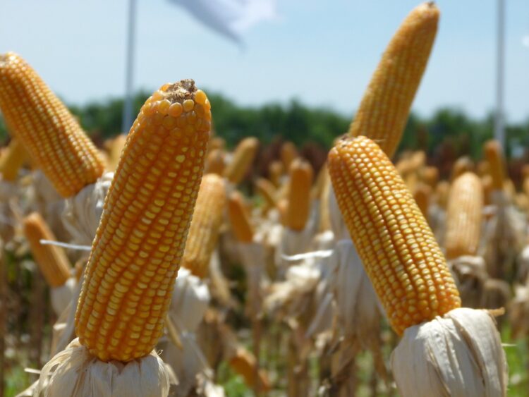 Productores confirman un déficit de 300.000 toneladas anuales de maíz en el país