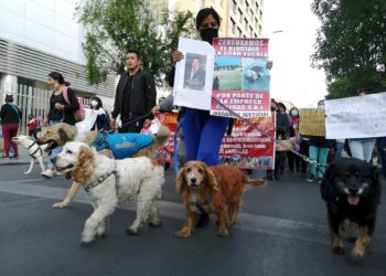 Este viernes, activistas alzarán la voz por los animales y pedirán endurecer la sanción por biocidio
