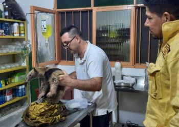 Oso hormiguero fue rescatado de un incendio forestal, otras especies siguen en peligro