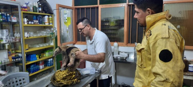 Oso hormiguero fue rescatado de un incendio forestal, otras especies siguen en peligro