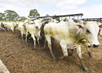 Exportación de carne de res cae 39% hasta abril