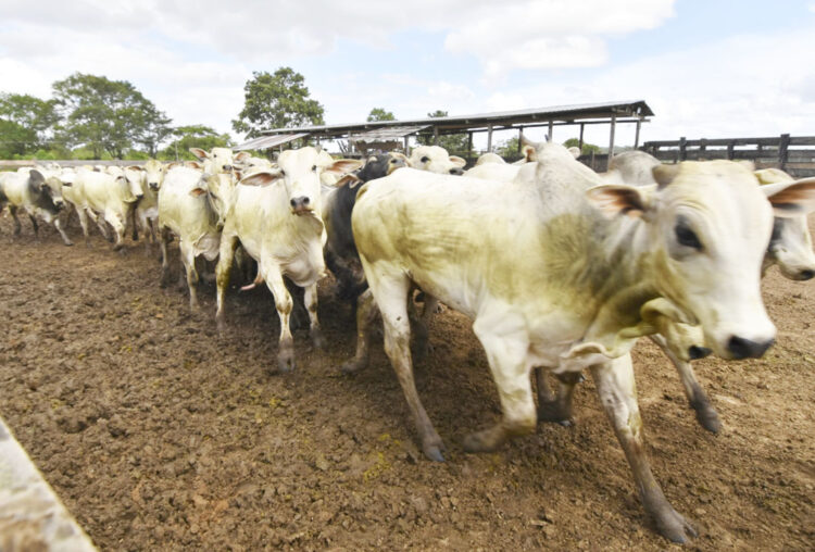 Exportación de carne de res cae 39% hasta abril