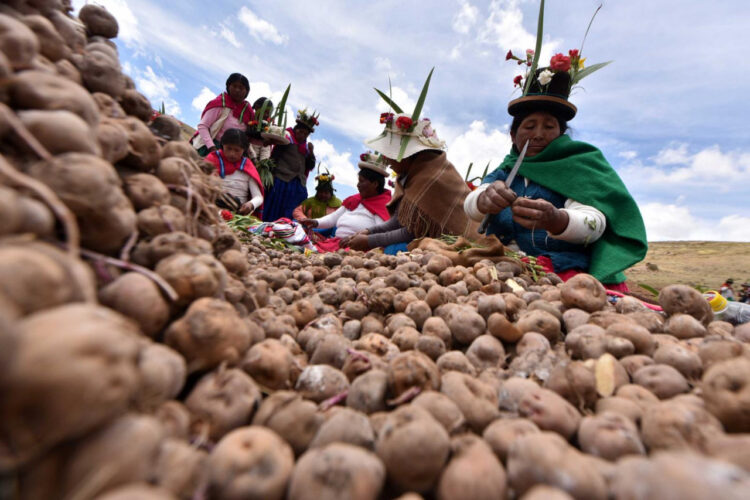 El Alto contará con centro de transformación y acopio de papa
