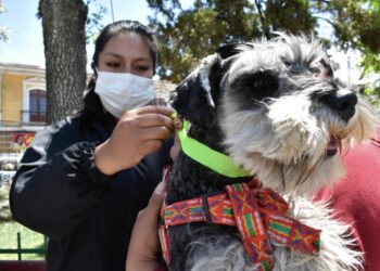 San Roque con vacunación antirrábica, Salud distribuye tres millones de dosis para la campaña