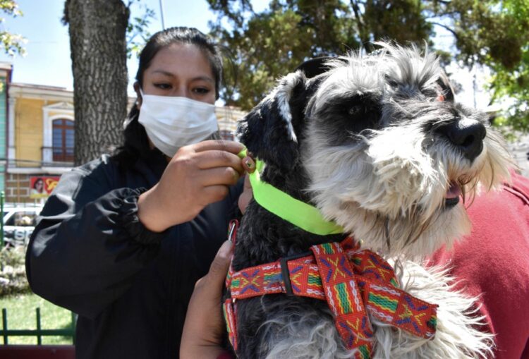 San Roque con vacunación antirrábica, Salud distribuye tres millones de dosis para la campaña
