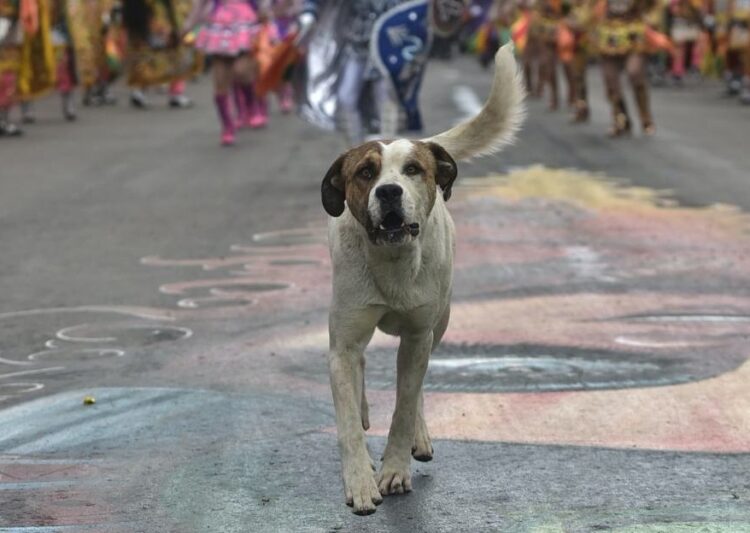 El Alcalde de Oruro adopta al can que se hizo famoso en la entrada del Carnaval