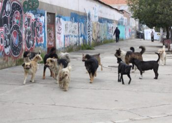 De medio millón de canes en El Alto, el 50% son callejeros