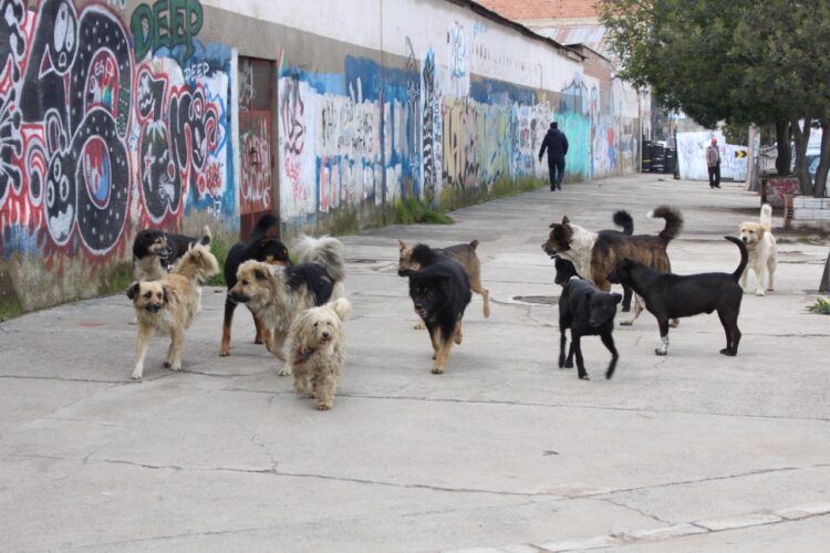 De medio millón de canes en El Alto, el 50% son callejeros