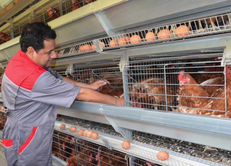 Agropecuarios advierten de un posible desabastecimiento de carne de pollo