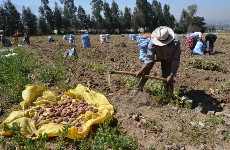 Producción de papa en los valles del país. Foto: La Razón-archivo
