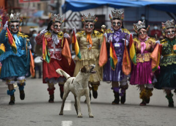 Buscan darle al ‘perrito carnavalero’ un hogar responsable