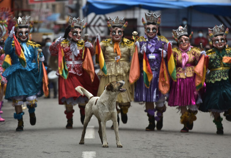Buscan darle al ‘perrito carnavalero’ un hogar responsable