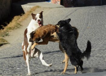 Perros callejeros son riesgo para la población. Foto: La Razón-archivo