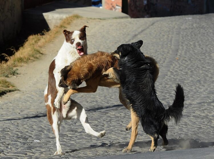 Perros callejeros son riesgo para la población. Foto: La Razón-archivo