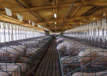 La peste porcina africana se extiende por toda Europa
