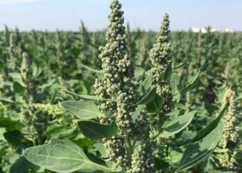 En casi una década, el número de países productores de quinua creció en casi seis veces