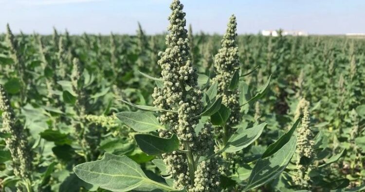 En casi una década, el número de países productores de quinua creció en casi seis veces