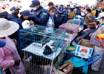 Venta-ilegal-animales