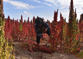 Anuncian la inversión de Bs 156 millones para fortalecer la producción agropecuaria de Oruro