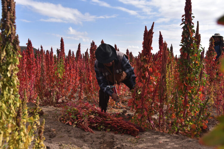 Anuncian la inversión de Bs 156 millones para fortalecer la producción agropecuaria de Oruro