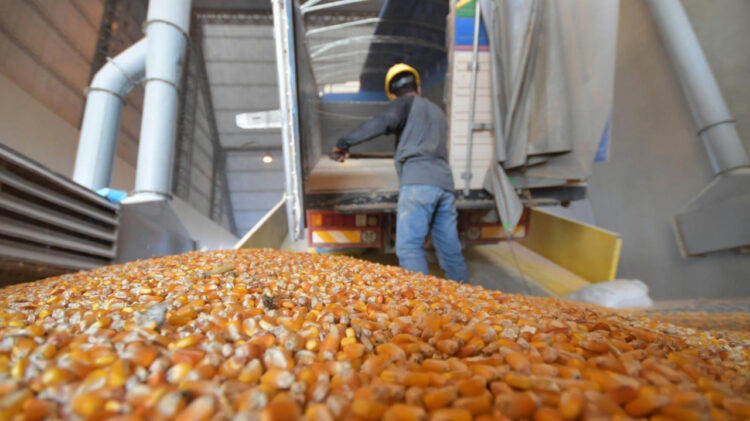 Emapa promete ‘mayor volumen de apoyo’ a productores de maíz
