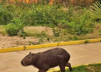 Una capibara escapa de las llamas y se interna en los predios de una institución. Foto: Juan de Dios