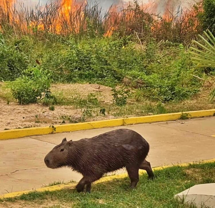 Una capibara escapa de las llamas y se interna en los predios de una institución. Foto: Juan de Dios