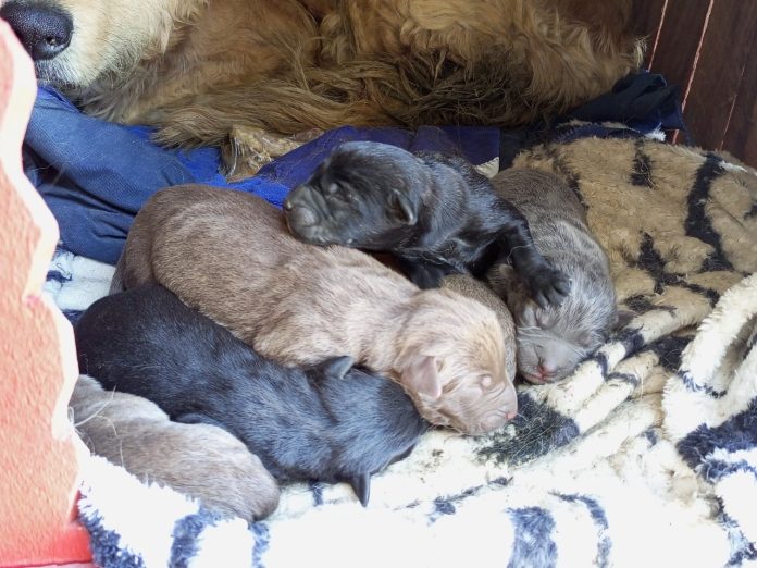 La Alcaldía de El Alto regulará la tenencia responsable de mascotas mediante una ley municipal