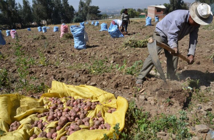 Agropecuarios de Cochabamba descartan medidas de presión ante el paro en Santa Cruz