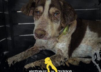 Halloween, más terrorífico de lo que parece para los animales.