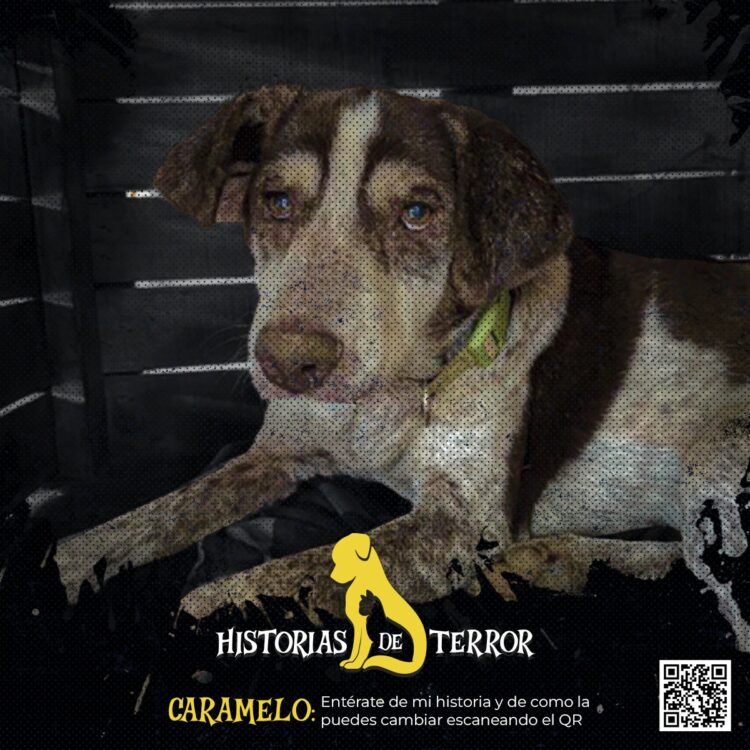 Halloween, más terrorífico de lo que parece para los animales.