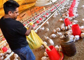 Avicultores y porcinocultores de Cochabamba se declaran en emergencia por falta de alimentos