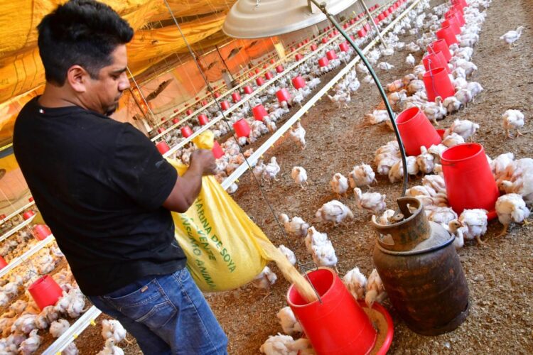 Avicultores y porcinocultores de Cochabamba se declaran en emergencia por falta de alimentos